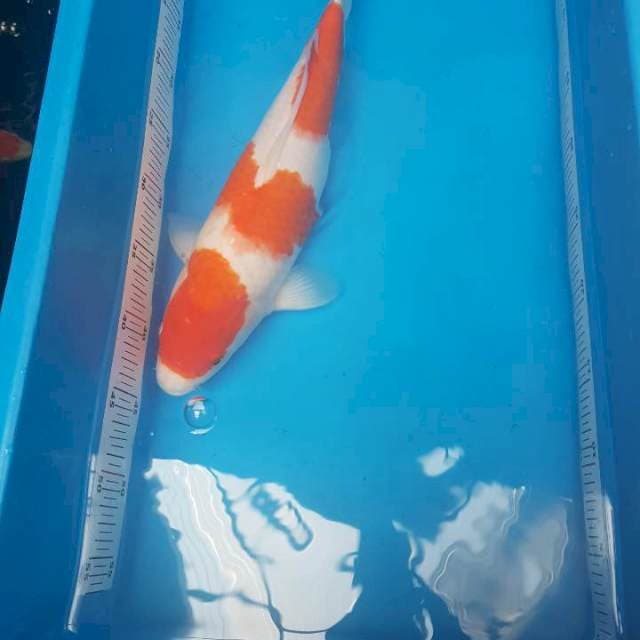 Kohaku 3 step