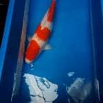 Kohaku 3 step