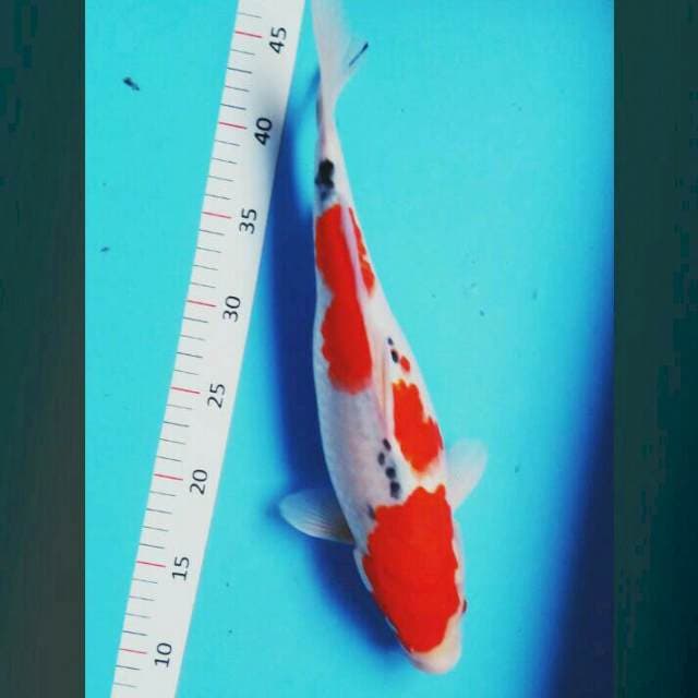 Sanke sisik 35cm
