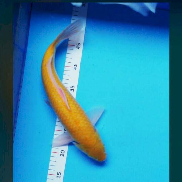 Karashi 38cm