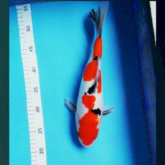 Doitsu motogoro 32cm