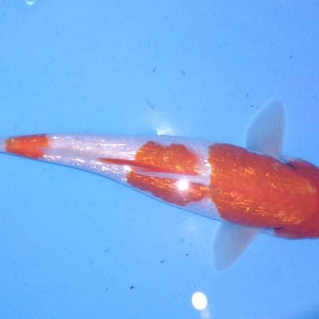 Kohaku 27cm