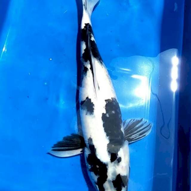 Shiro Male, 40cm