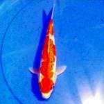 Goshiki ginrin 28 cm