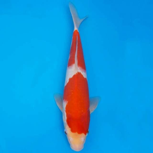 Okawa kohaku nidan 30cm non serti