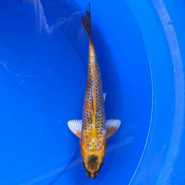 Yellow Kawari Ori