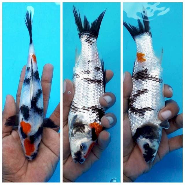 3. Showa Sansoku || 22 cm