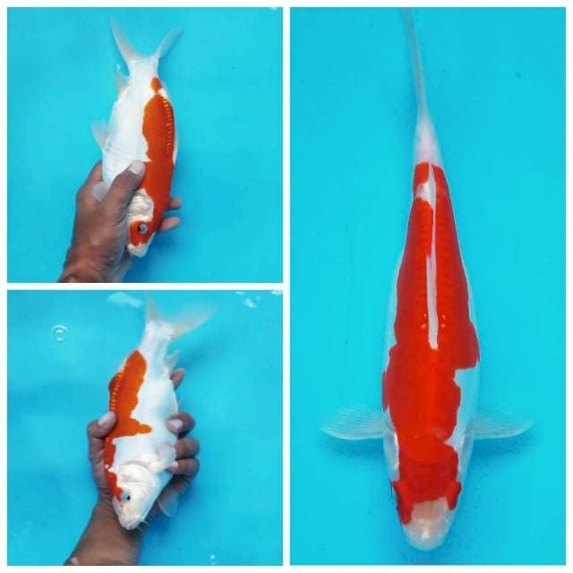 7. Kohaku Doitsu || 26 cm