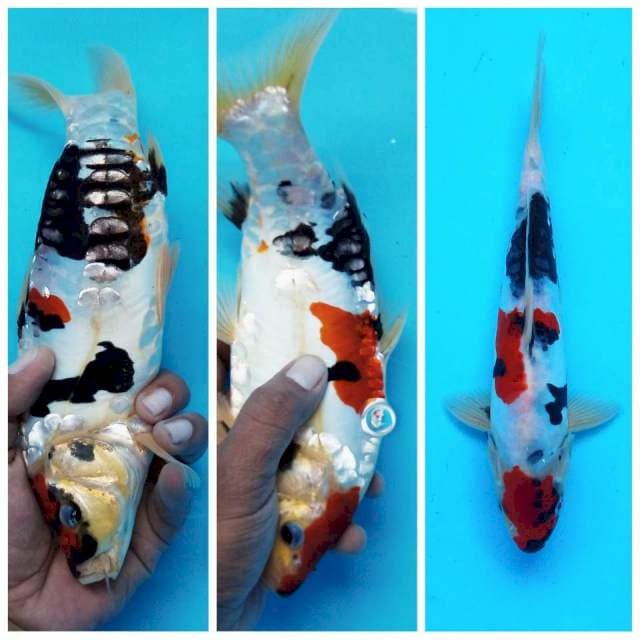 8. Maruten Showa Sansoku || 29 cm