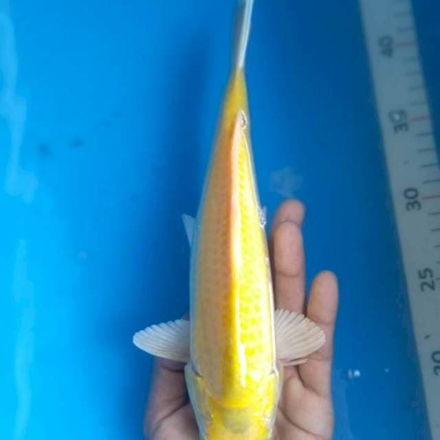 Karasi#3
