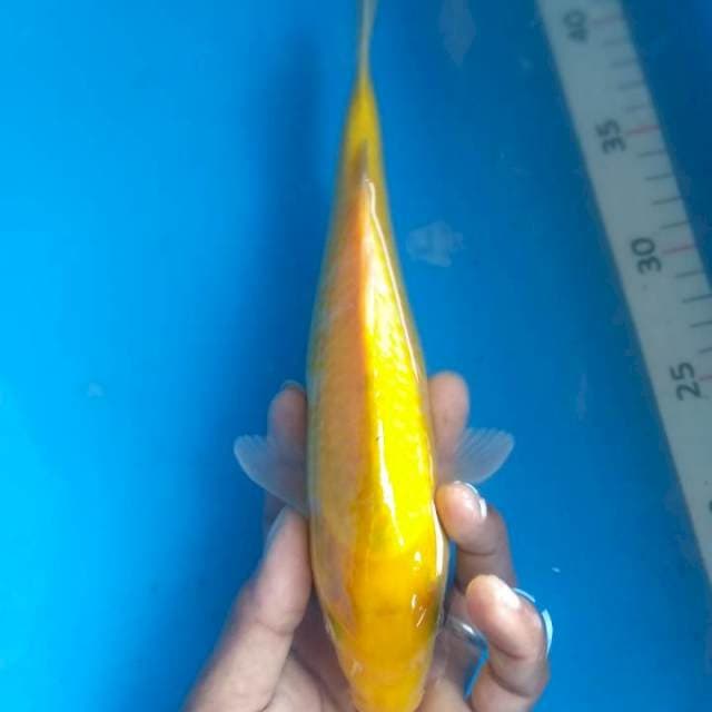 Karasi#7