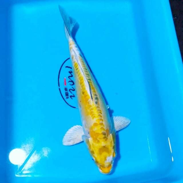 Hariwake 26cm