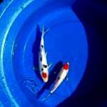 tancho showa 2ekor 19cm & 25cm