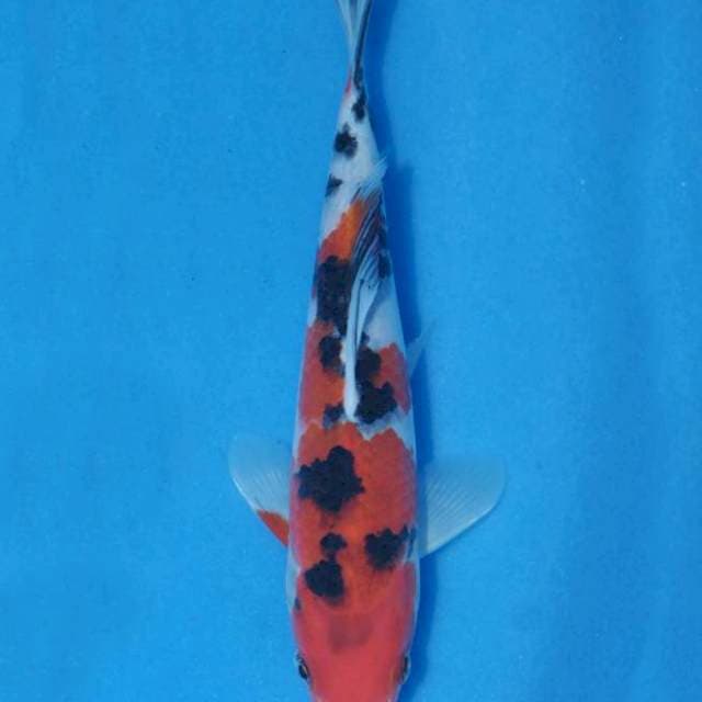 Sanke (Marusei) 18cm. Import & Sertifikat