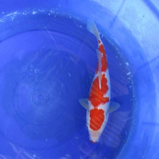 Kohaku haluss ±34cm