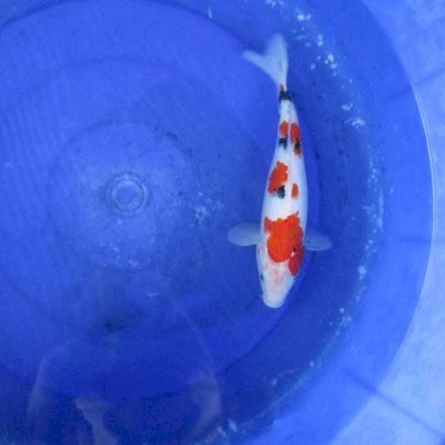 Sanke subosumi ±26cm