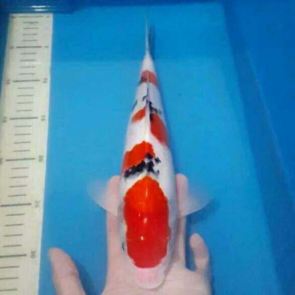sanke torpedo 40cm