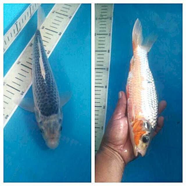 Asagi 27 cm