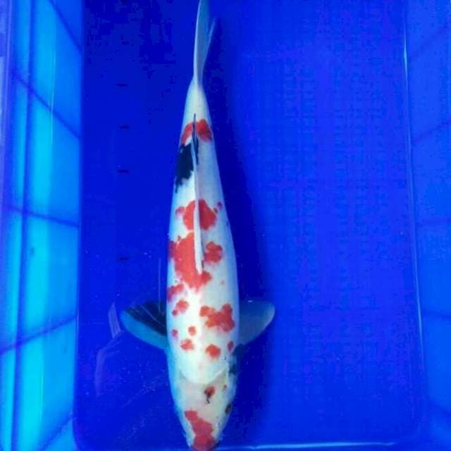 Pejantan Tangguh 46 cm
