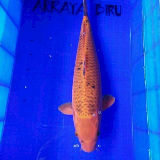 Paket Orenji Ogon Josss