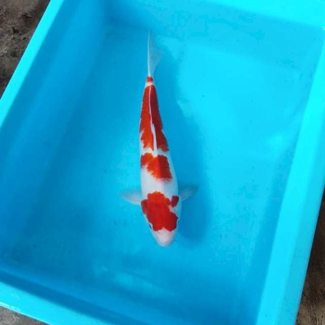 NJK - KOHAKU ORIGINAL