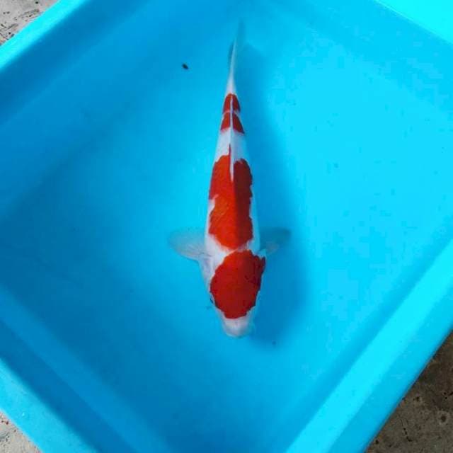 NJK - KOHAKU ORIGINAL
