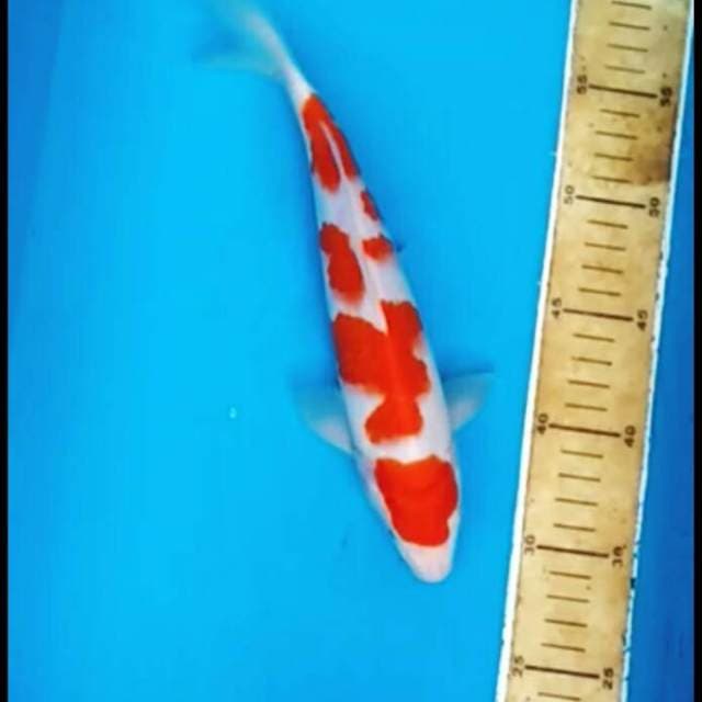 Original kohaku 25cm SQ