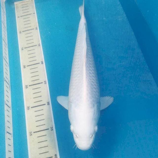 Platinum 35 cm