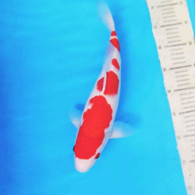 Kohaku 2