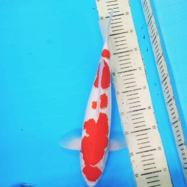 Kohaku 4