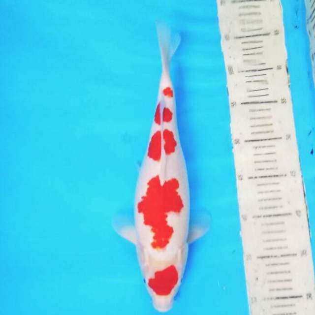 Kohaku 5