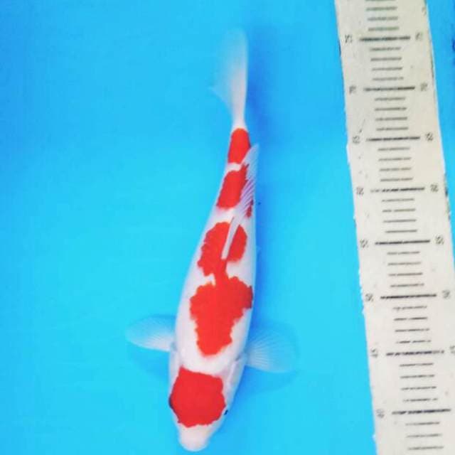 Kohaku 6