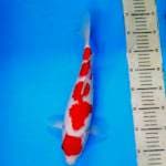 Kohaku 6