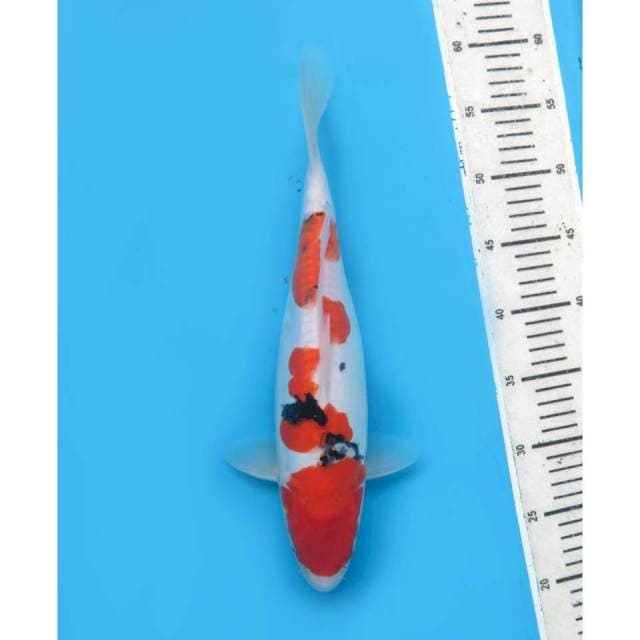 Sanke Pola Cantik , 35cm 