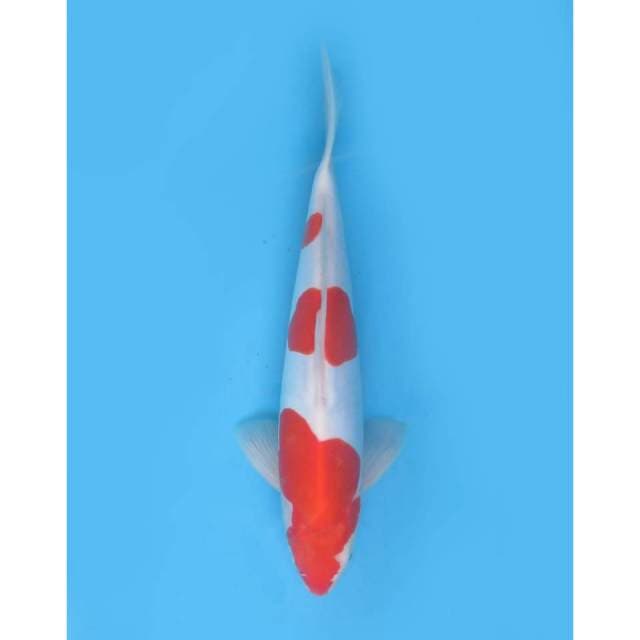 Sandan Kohaku Doitsu Mulus, 30cm