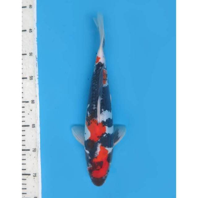 Showa Doitsu Tosai, 30cm