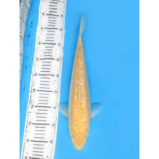 Karashi Full Ginrin , 40cm