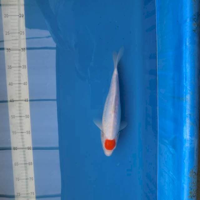 Tancho Ori (sisik besar)