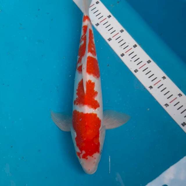 Kohaku jumbo male