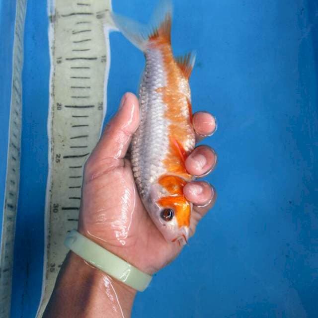Hana18cm