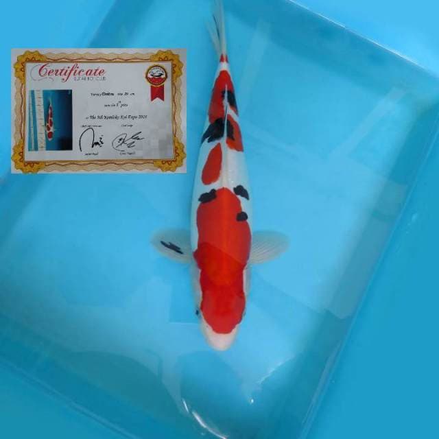 B. SANKE DOITSU + SERTI JUARA 1