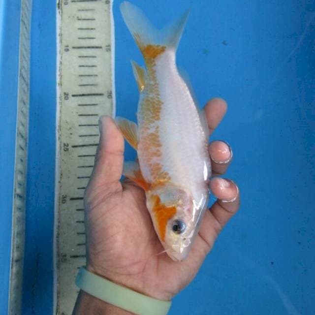 Hana18cm