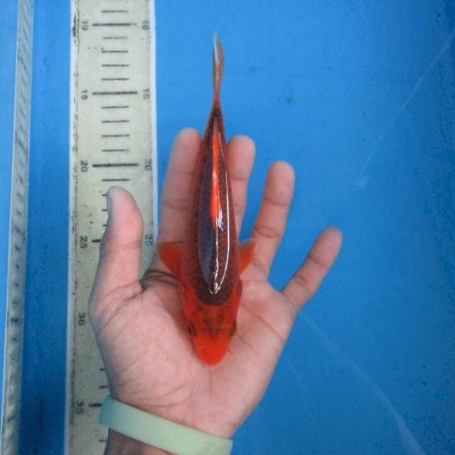 Hana16cm