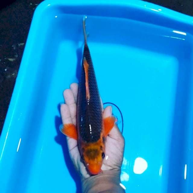 Madtsuba 28cm male