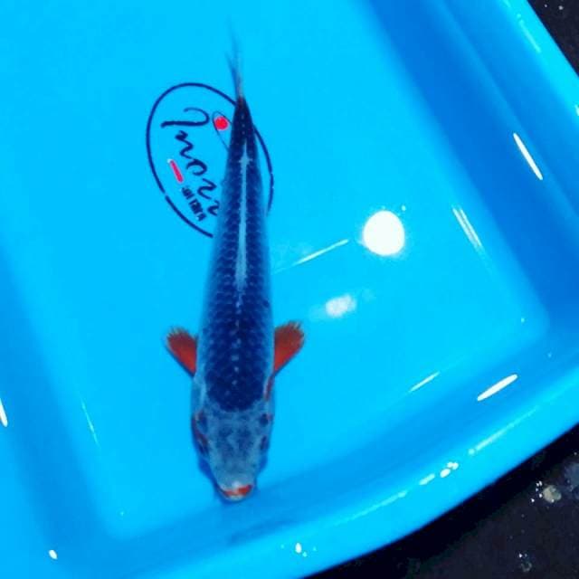 Ashagi 25cm