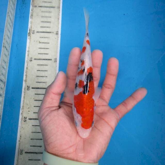 Sansoku17cm
