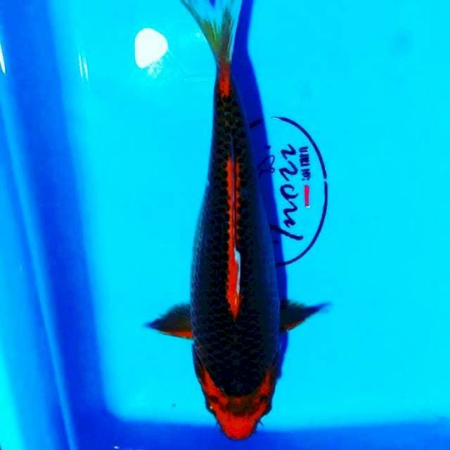Madsuba 31cm fm