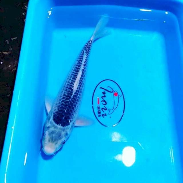 Asaghi 30 cm male