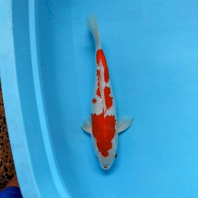 RED KOHAKU GINRIN 
