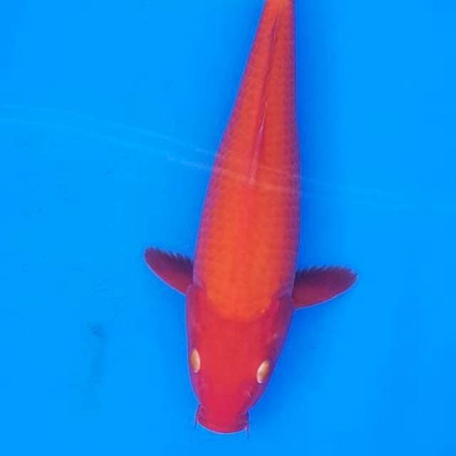 SUPER RED BENIGOI 29CM